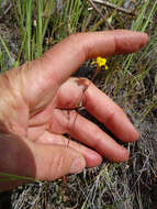 Image of Erythranthe washingtonensis