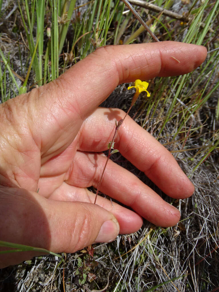 Image of Erythranthe washingtonensis