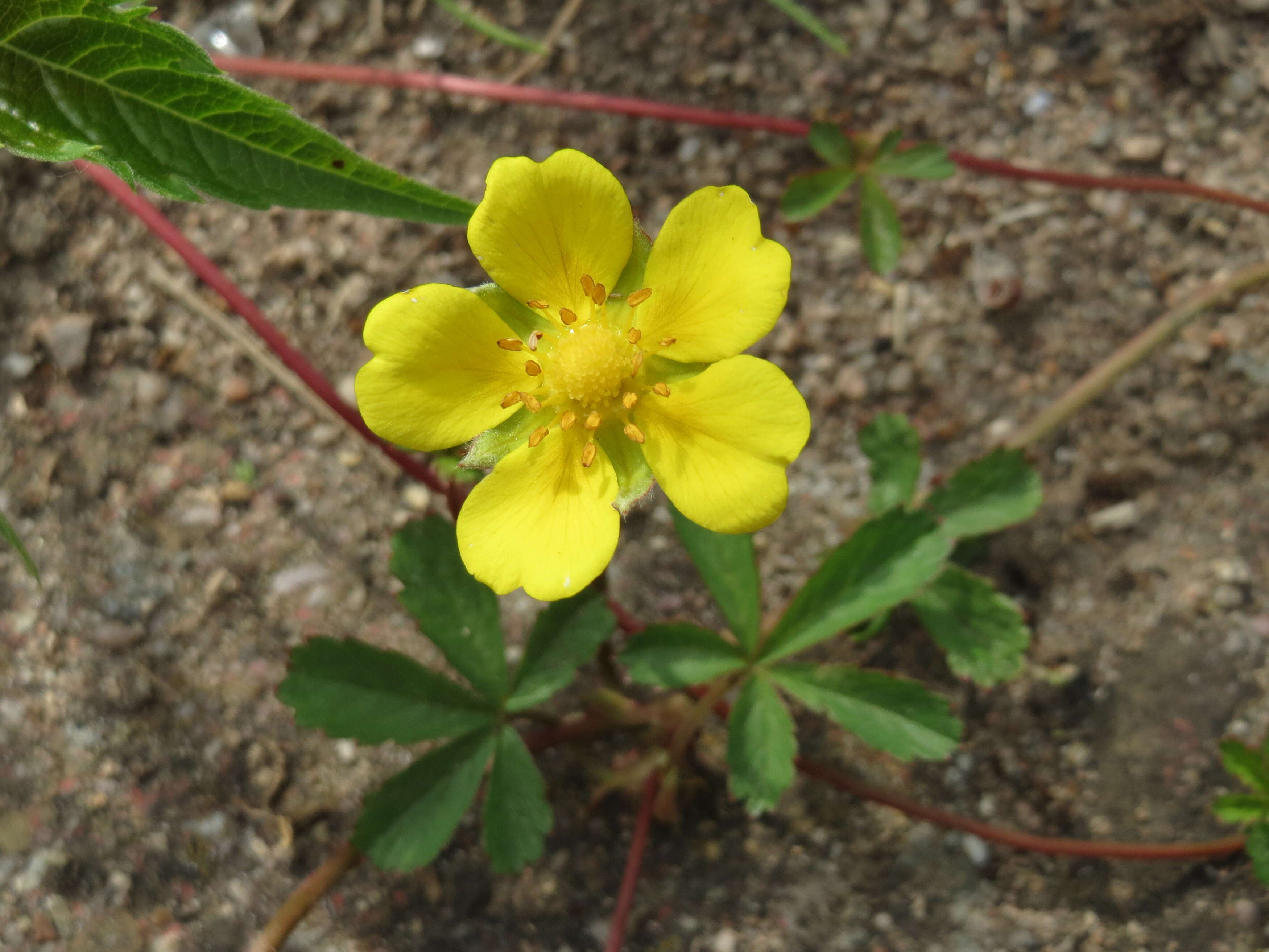 Imagem de Potentilla reptans L.