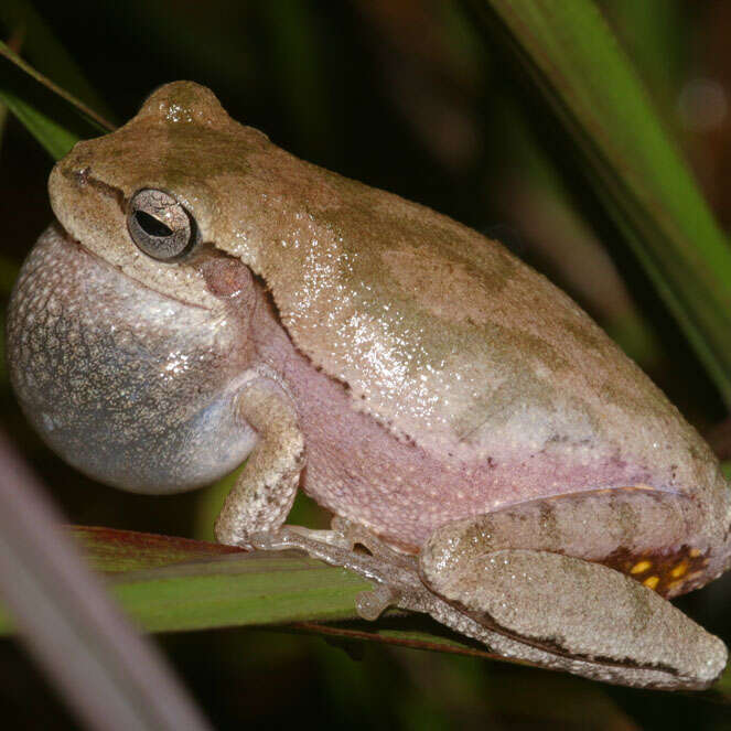 Image of Pine Woods Treefrog