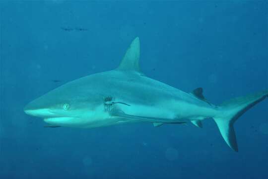 Image of Gray Reef Shark