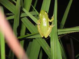 Image of Squirrel Treefrog