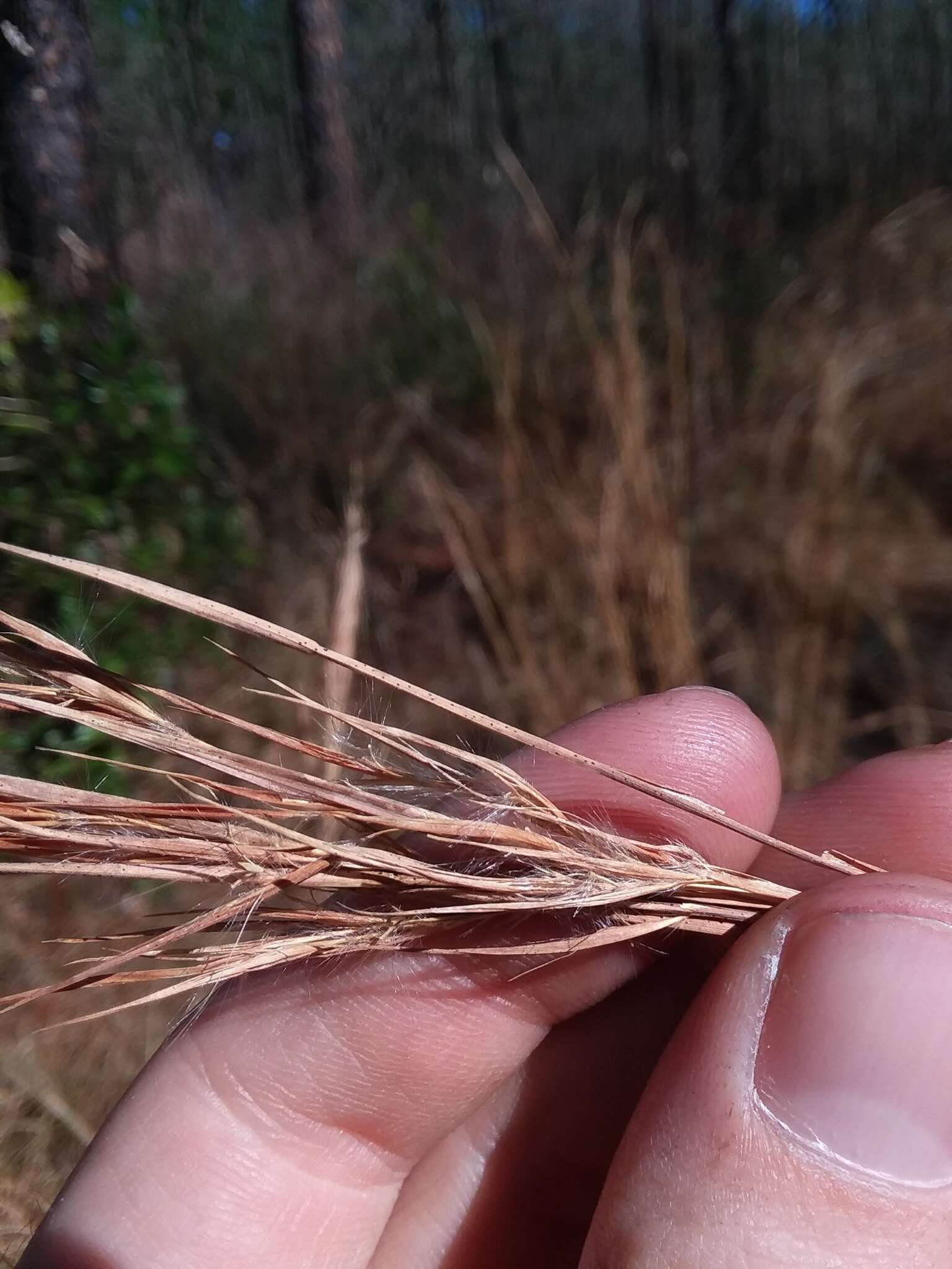 Image de Andropogon cretaceus