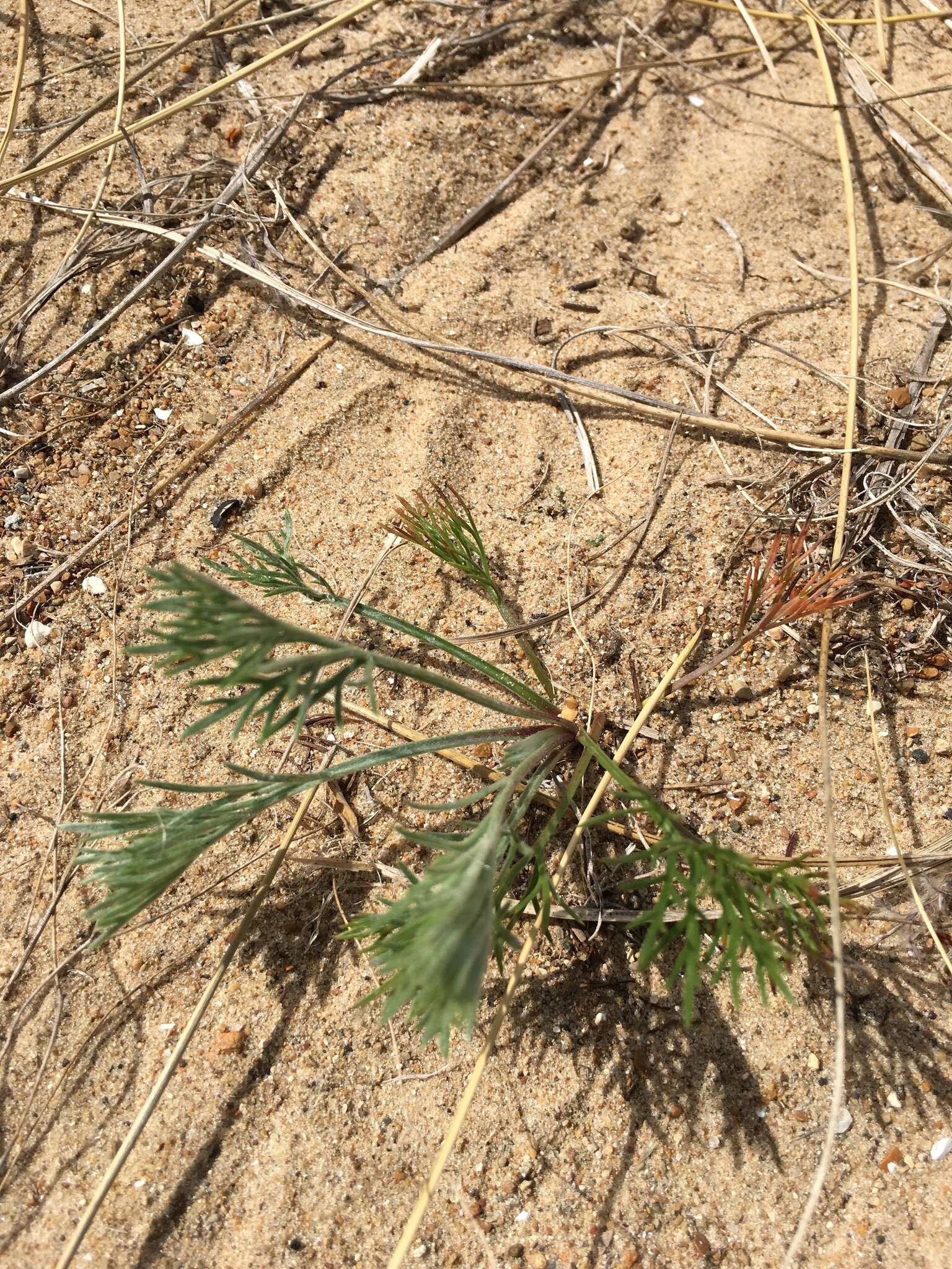 Image of field sagewort