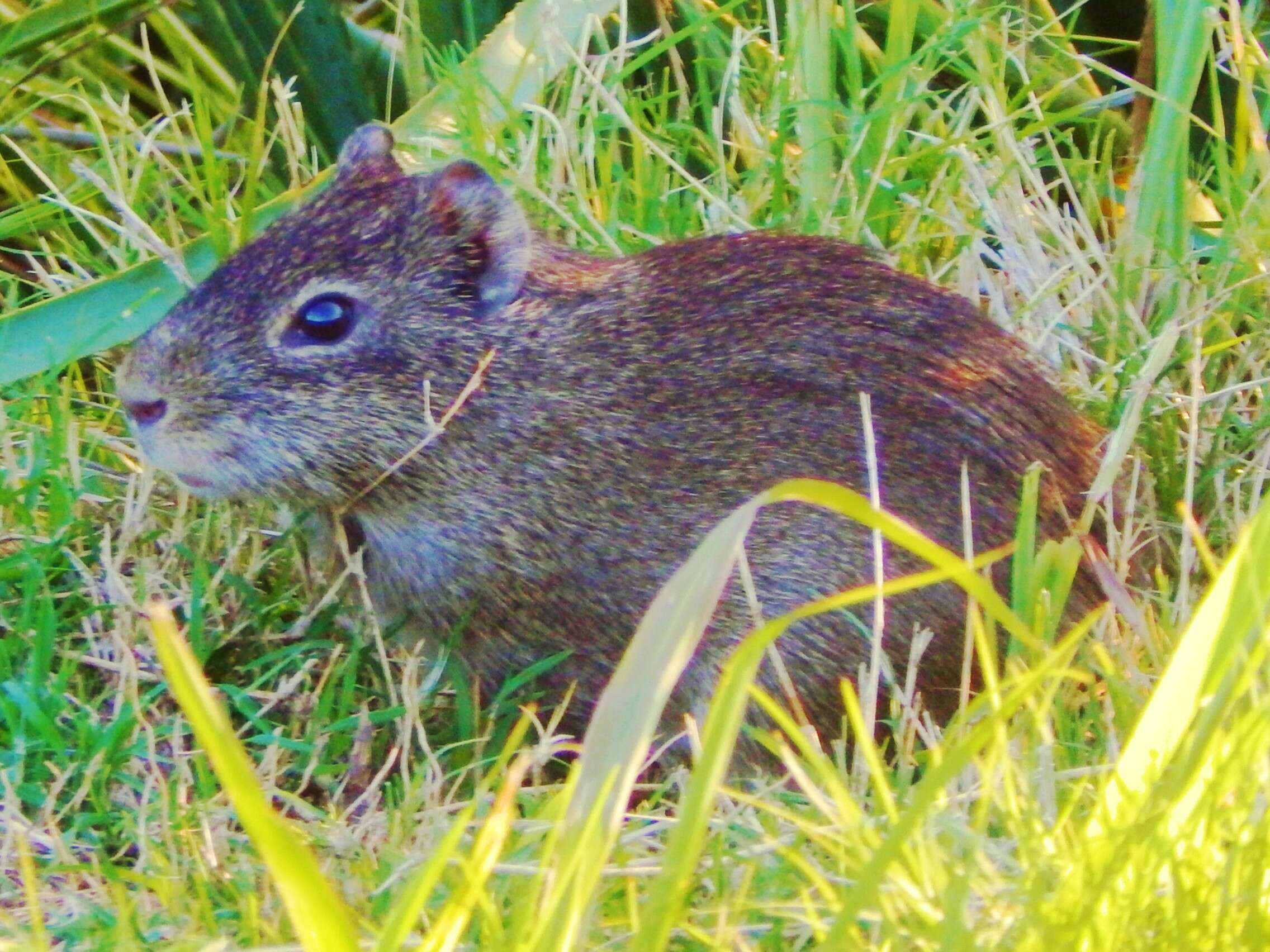 Image of Brazilian Guinea Pig