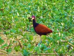 Image of Wattled Jacana