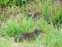 Image of Brazilian Guinea Pig