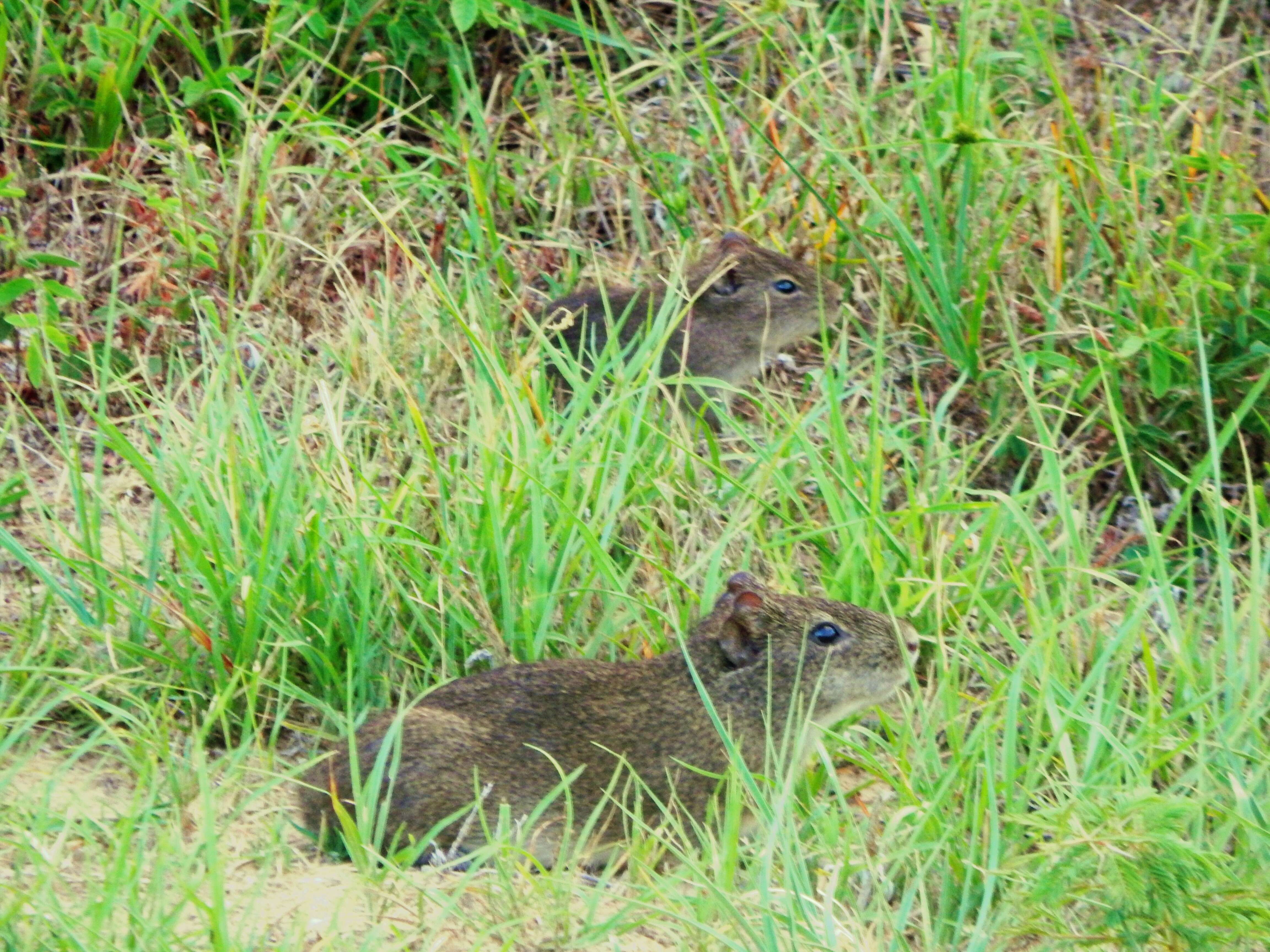 Image of Brazilian Guinea Pig