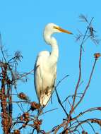 Image of Great Egret