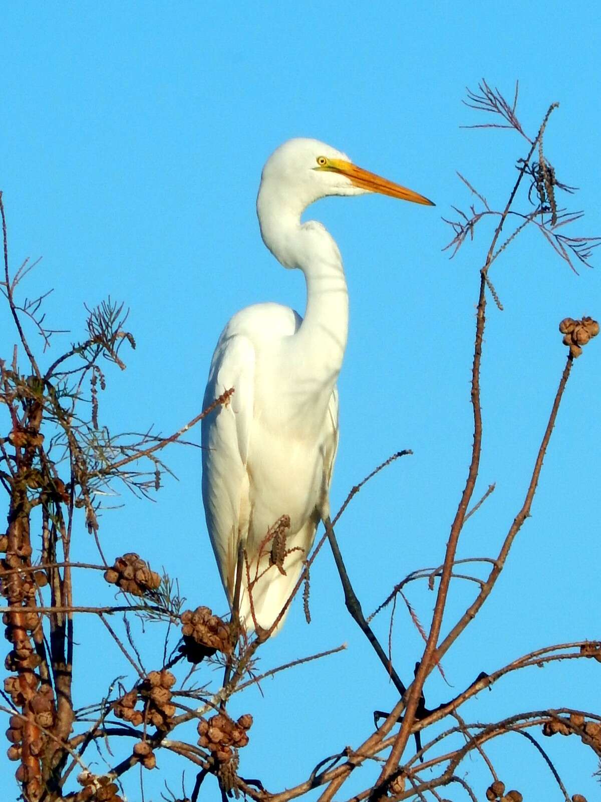 Image of Great Egret