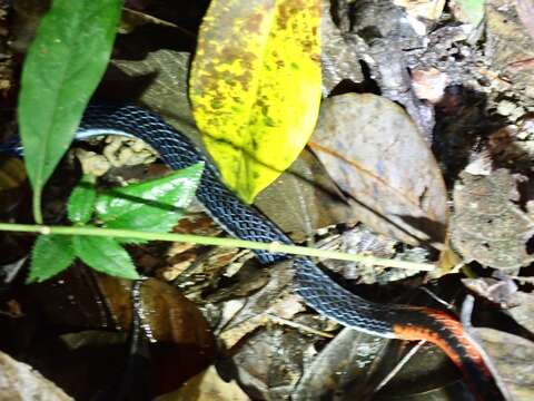 Image of Blue Coral Snake