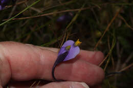 Image of Burmannia stuebelii Hieron. & Schltr.