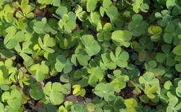 Plancia ëd Marsilea quadrifolia L.