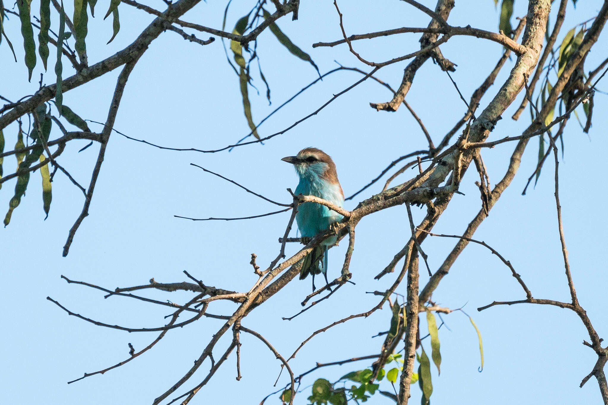 Image of Racket-tailed Roller