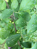 Image of northern spicebush