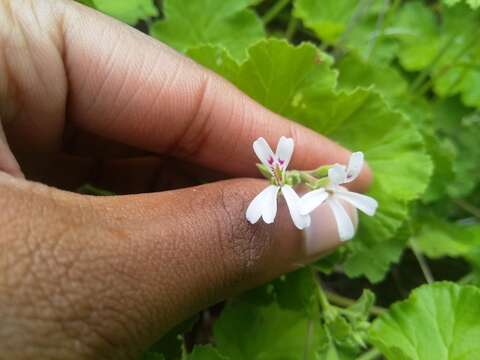 Imagem de Pelargonium odoratissimum (L.) L'Her.