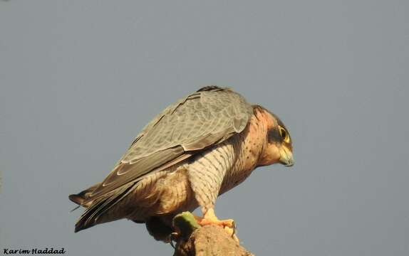 Imagem de Falco peregrinus brookei Sharpe 1873