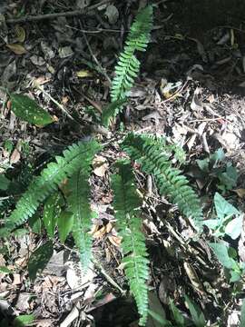 Image of Asplenium sellowianum C. Presl ex Hieron.