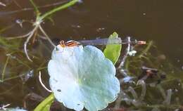 Image of Florida Bluet