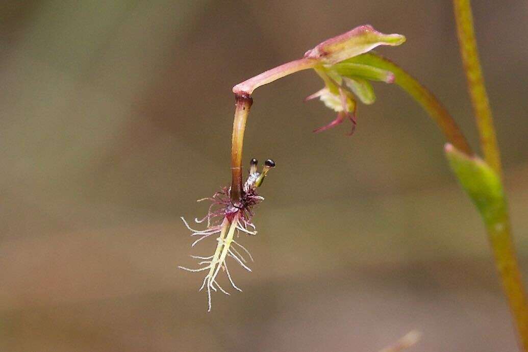 Image de Arthrochilus huntianus (F. Muell.) Blaxell