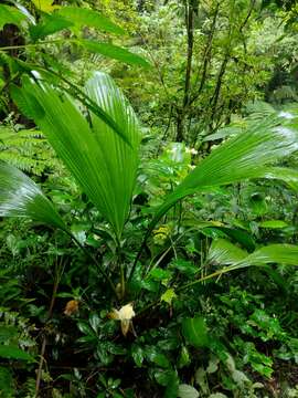 Image of Asplundia rigida (Aubl.) Harling