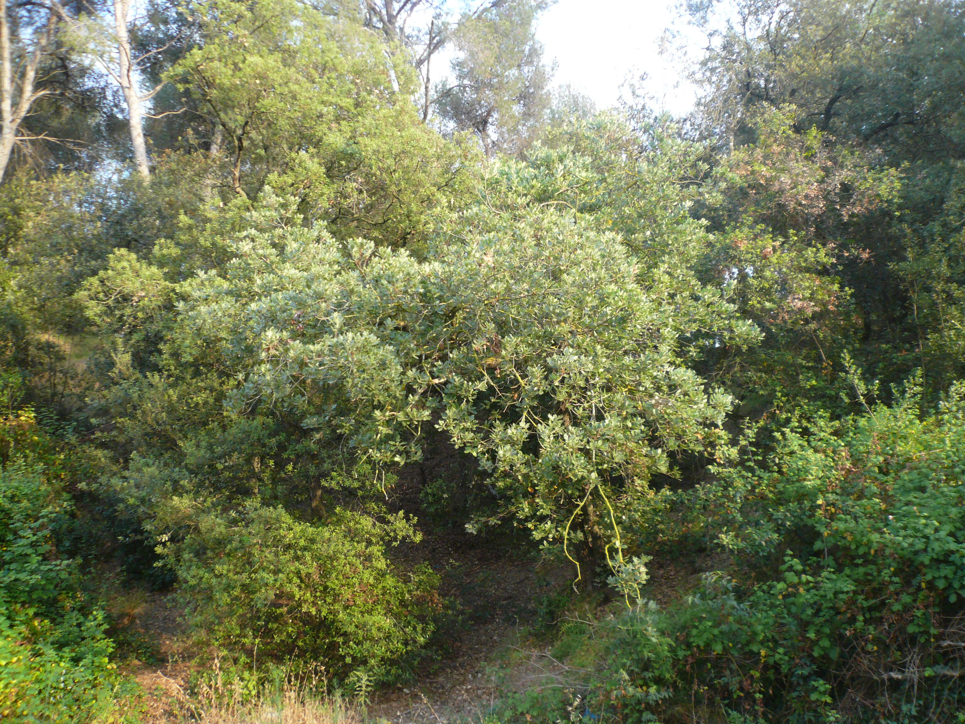 Image of Quercus cerrioides Willk. & Costa