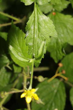 Podosphaera aphanis (Wallr.) U. Braun & S. Takam. 2000 resmi