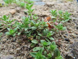 Слика од Thymus serpyllum L.