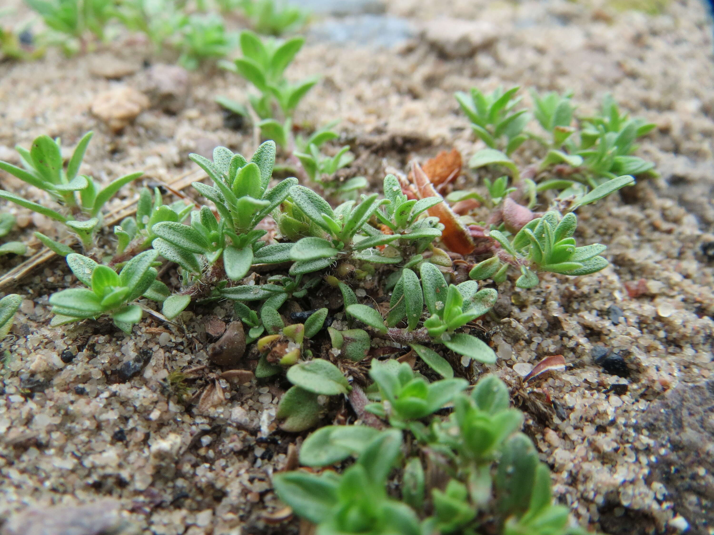 Image of breckland thyme