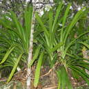 Image of Clivia robusta B. G. Murray, Ran, de Lange, Hammett, Truter & Swanev.