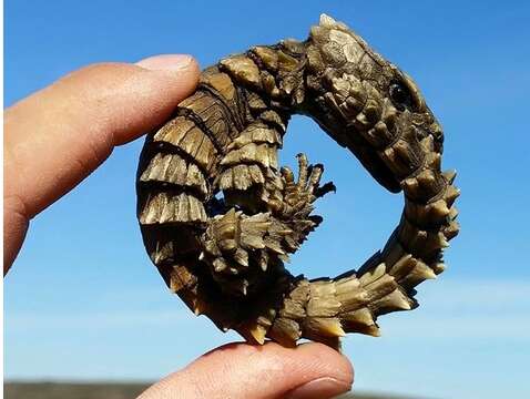 Image of Armadillo lizards