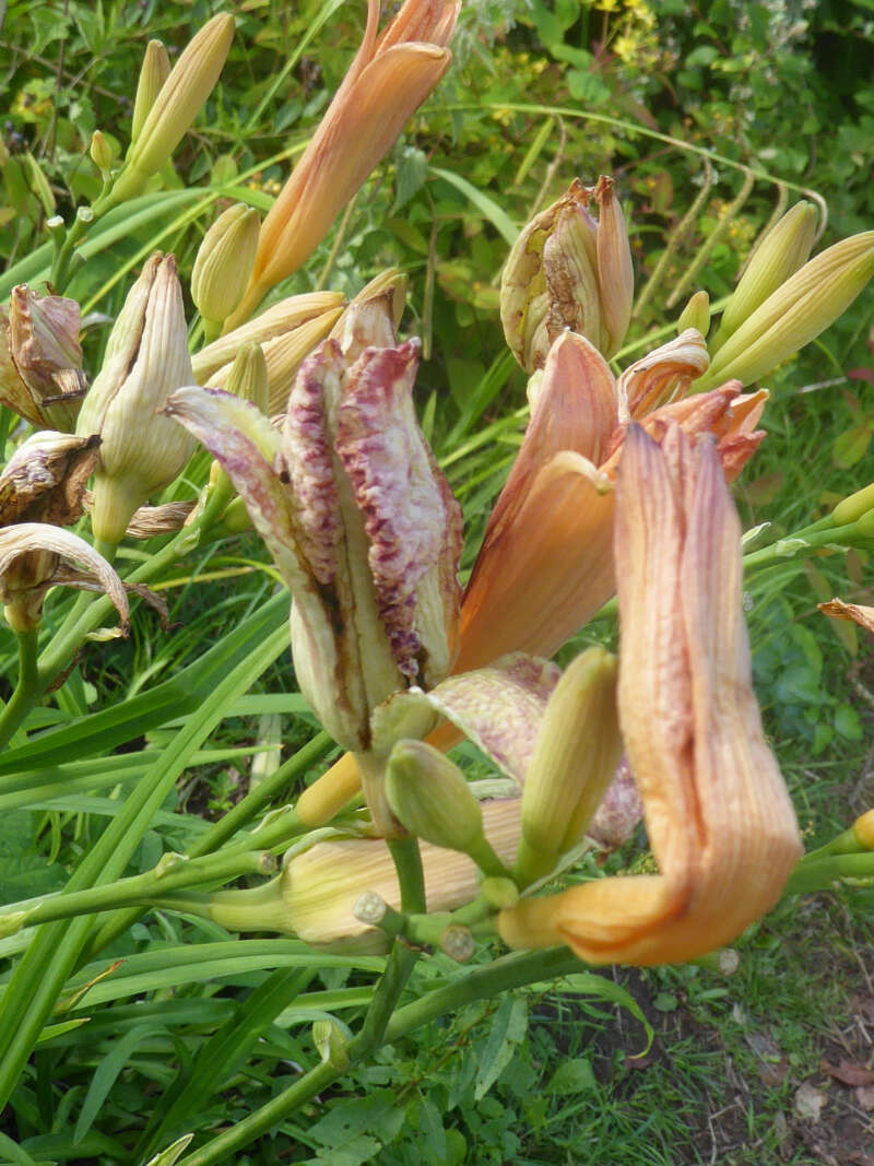 Imagem de Contarinia quinquenotata (Low 1888)