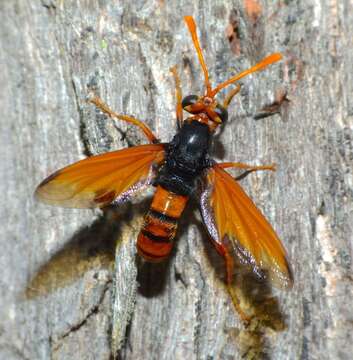 Image of Diochlistus auripennis (Westwood 1835)