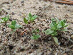 Image of breckland thyme