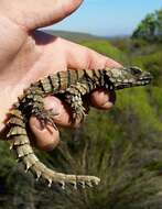 Image of Armadillo girdled lizard