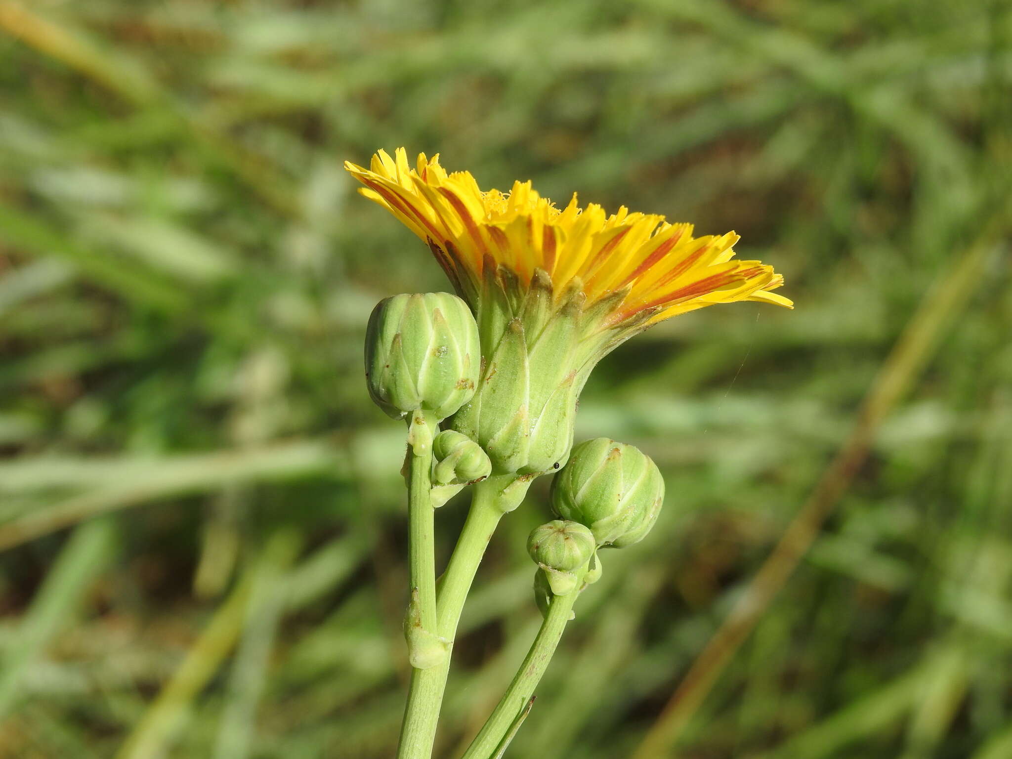 Image of Sonchus maritimus L.