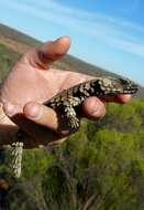 Image of Armadillo girdled lizard