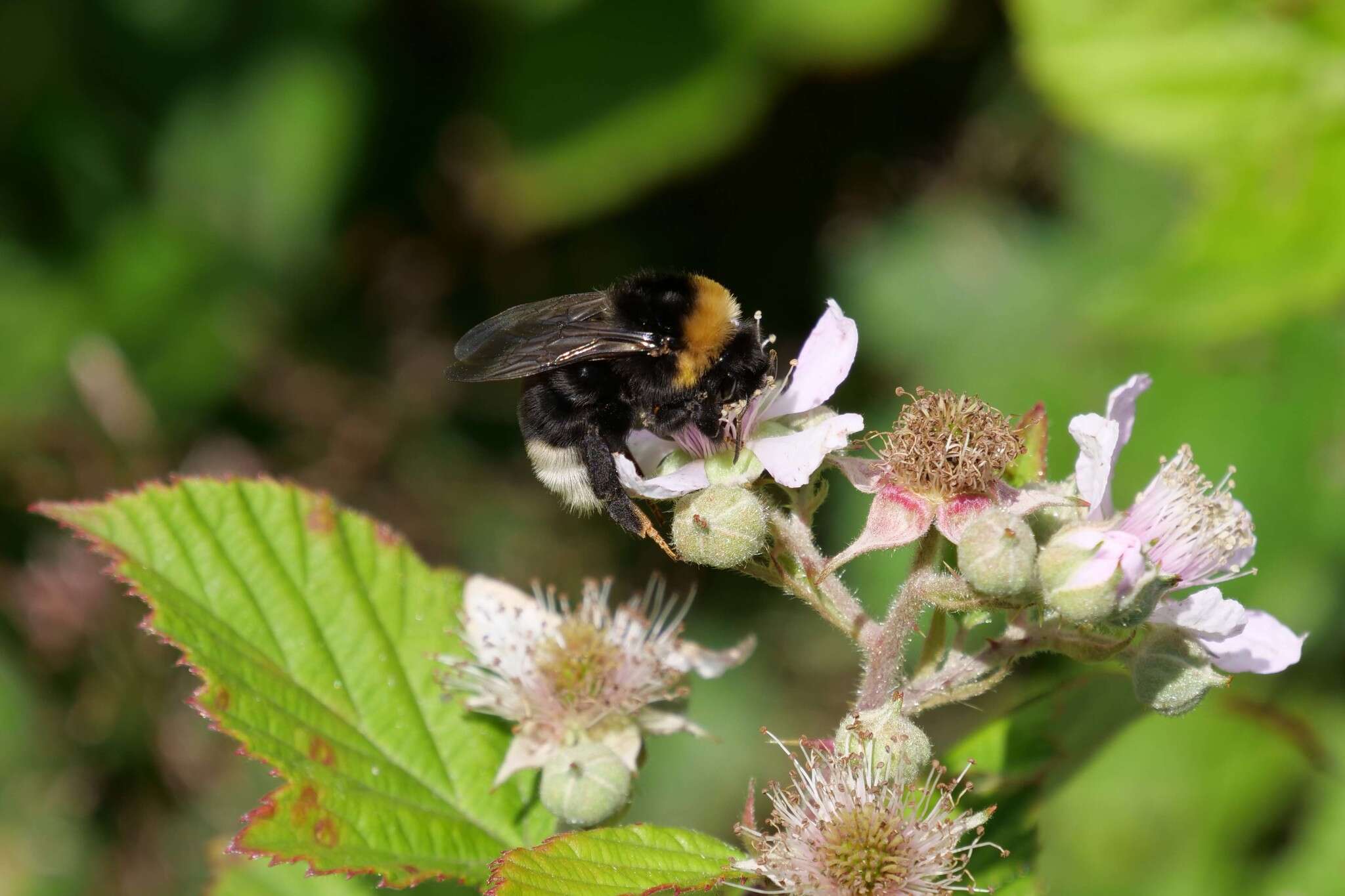 Image of Ashton's Cuckoo Bumblebee