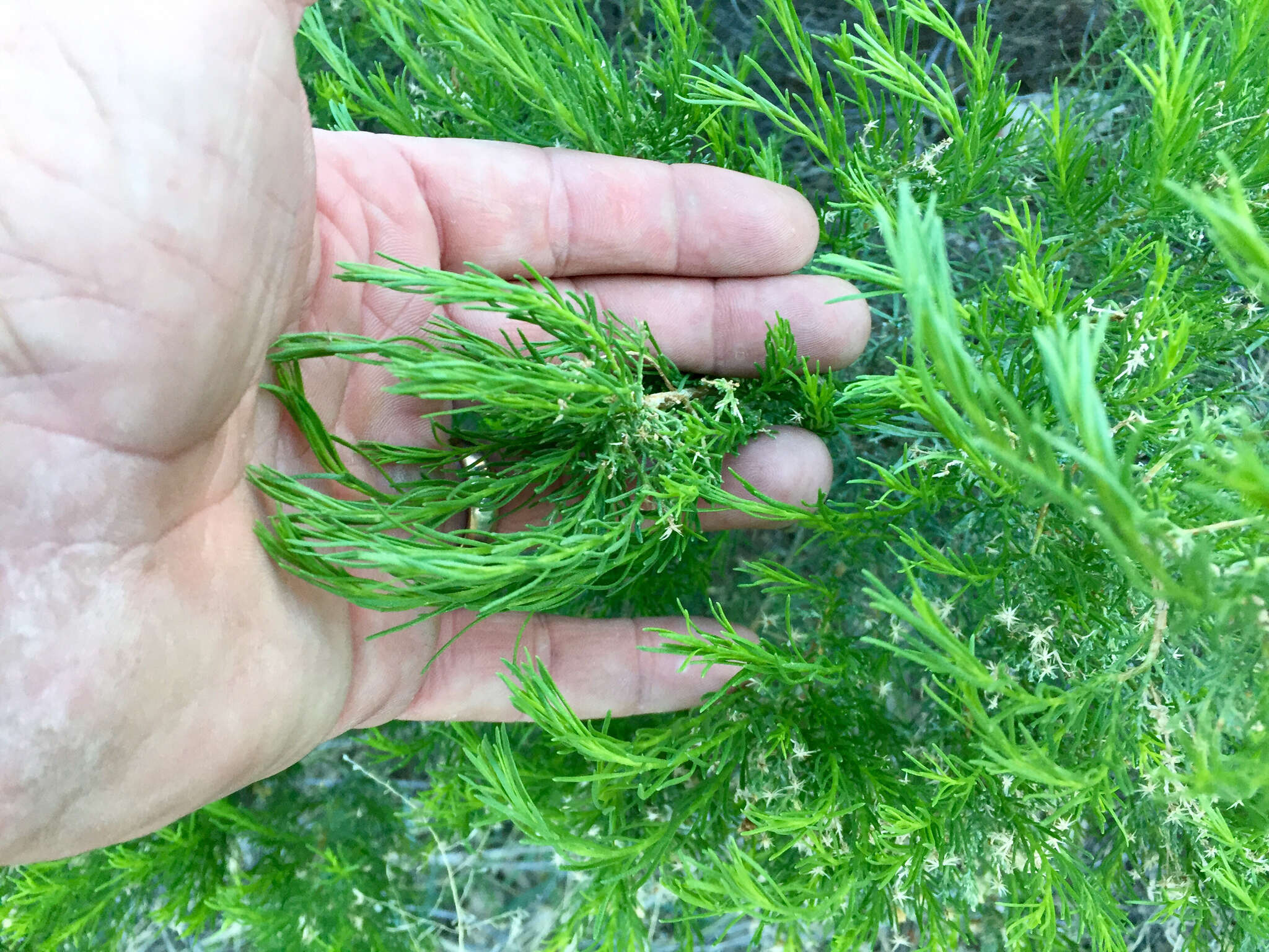 Imagem de Ericameria laricifolia (A. Gray) Shinners