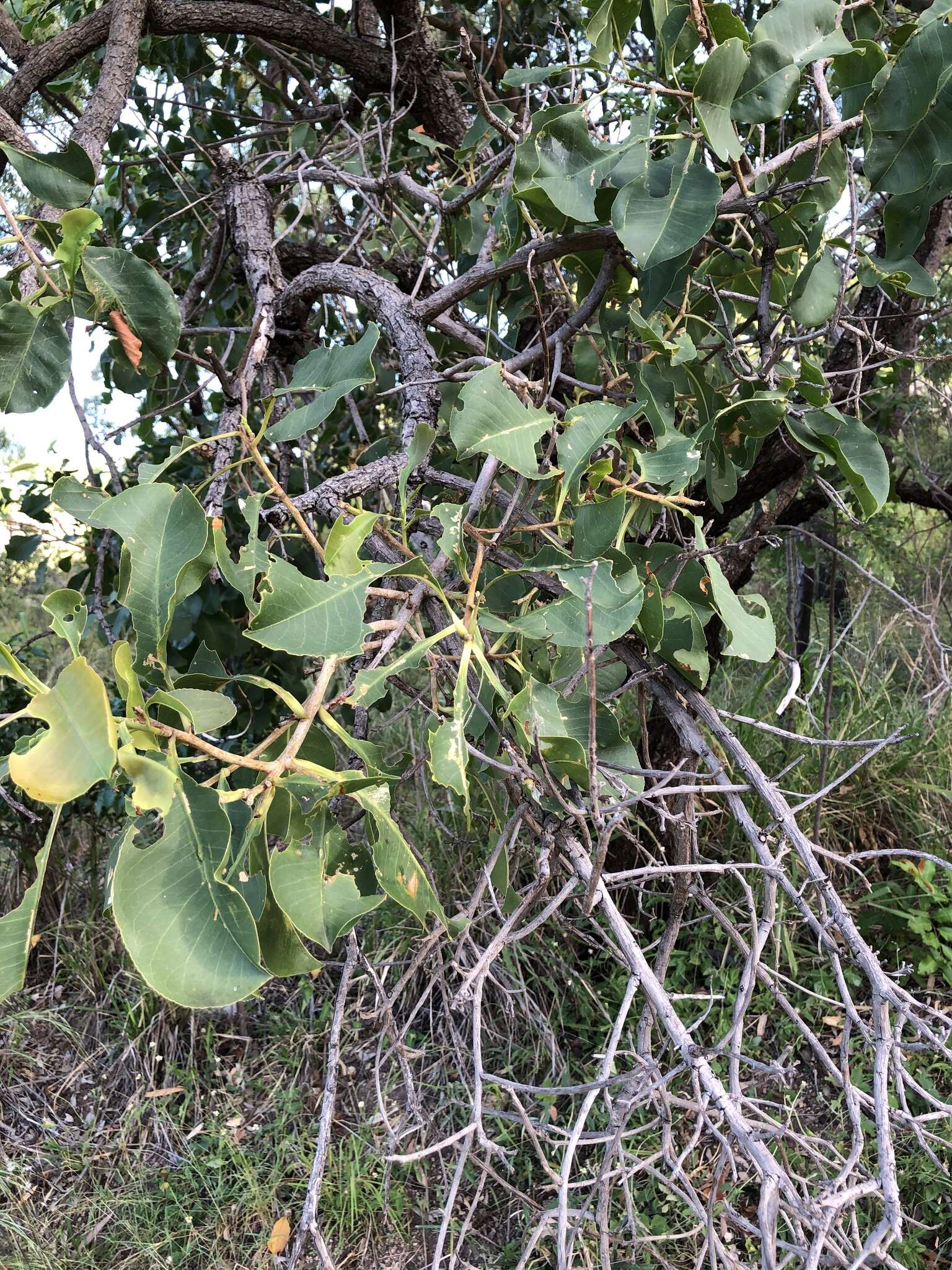 Image of Planchonia careya (F. Muell.) R. Knuth