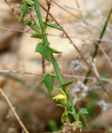 Image of Nanorrhinum petranum (Danin) Yousefi & Zarre