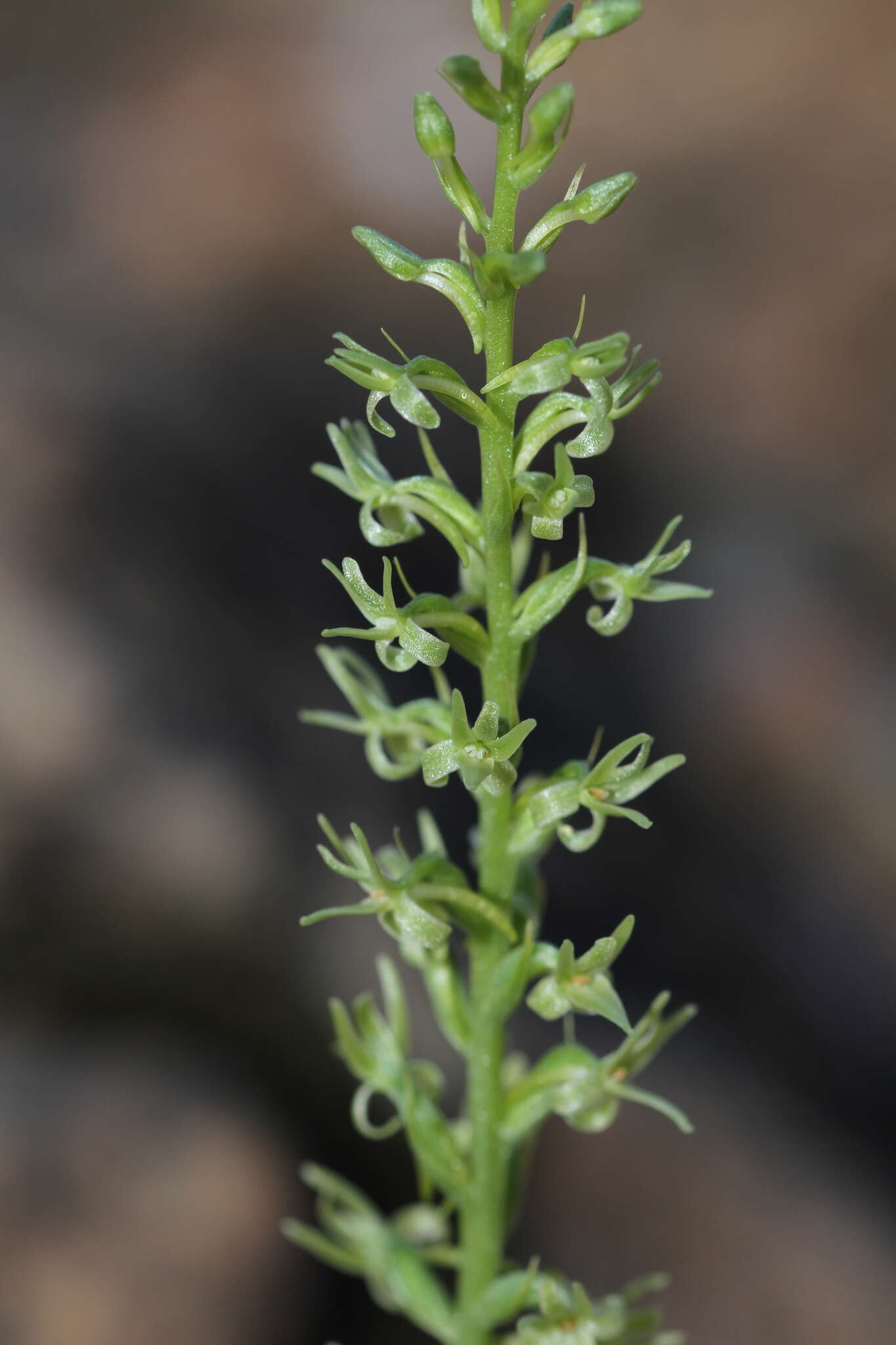 Image of narrow-petal rein orchid