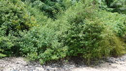 Sivun Abutilon mauritianum (Jacq.) Medic. kuva