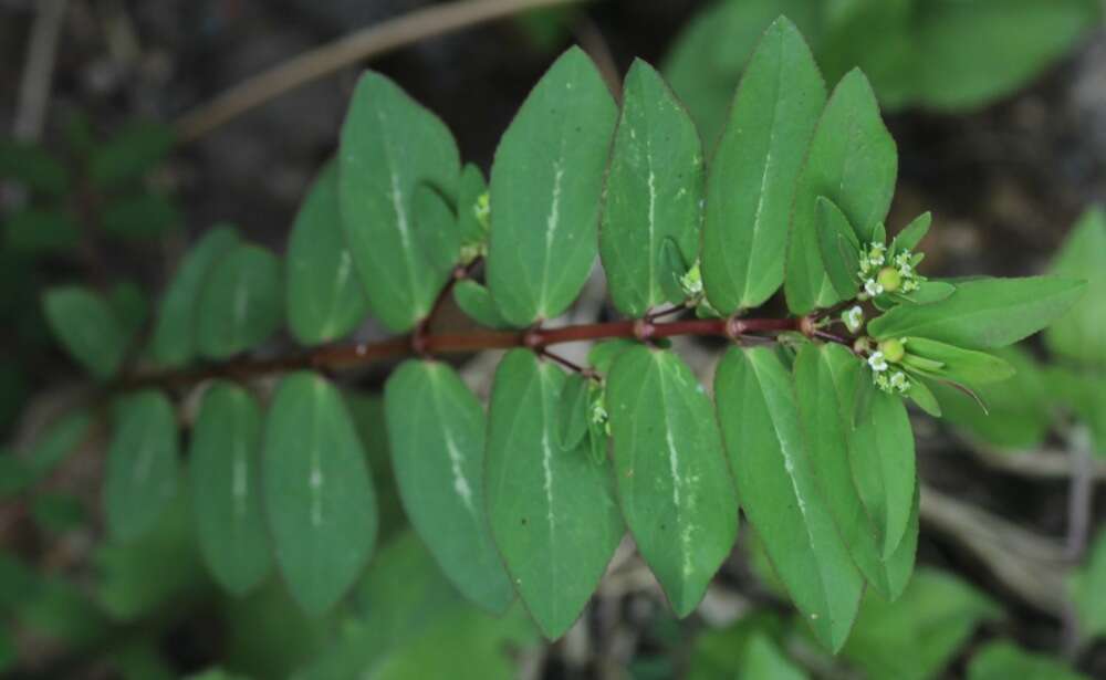 Image of Hyssop-Leaf Sandmat