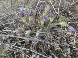 Image of Eastern Pasque Flower