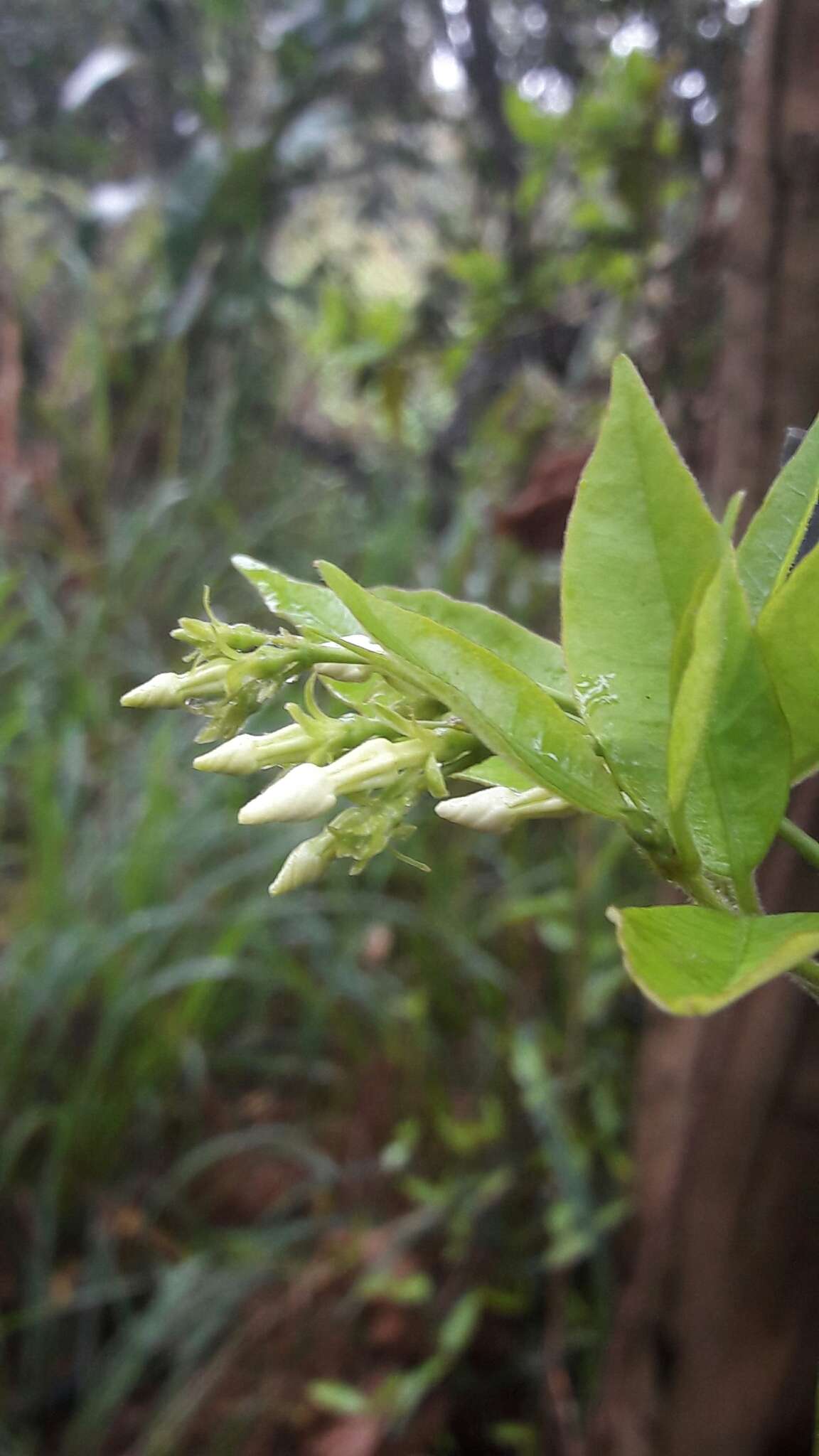 Image of Star-jasmine or Confederate-jasmine