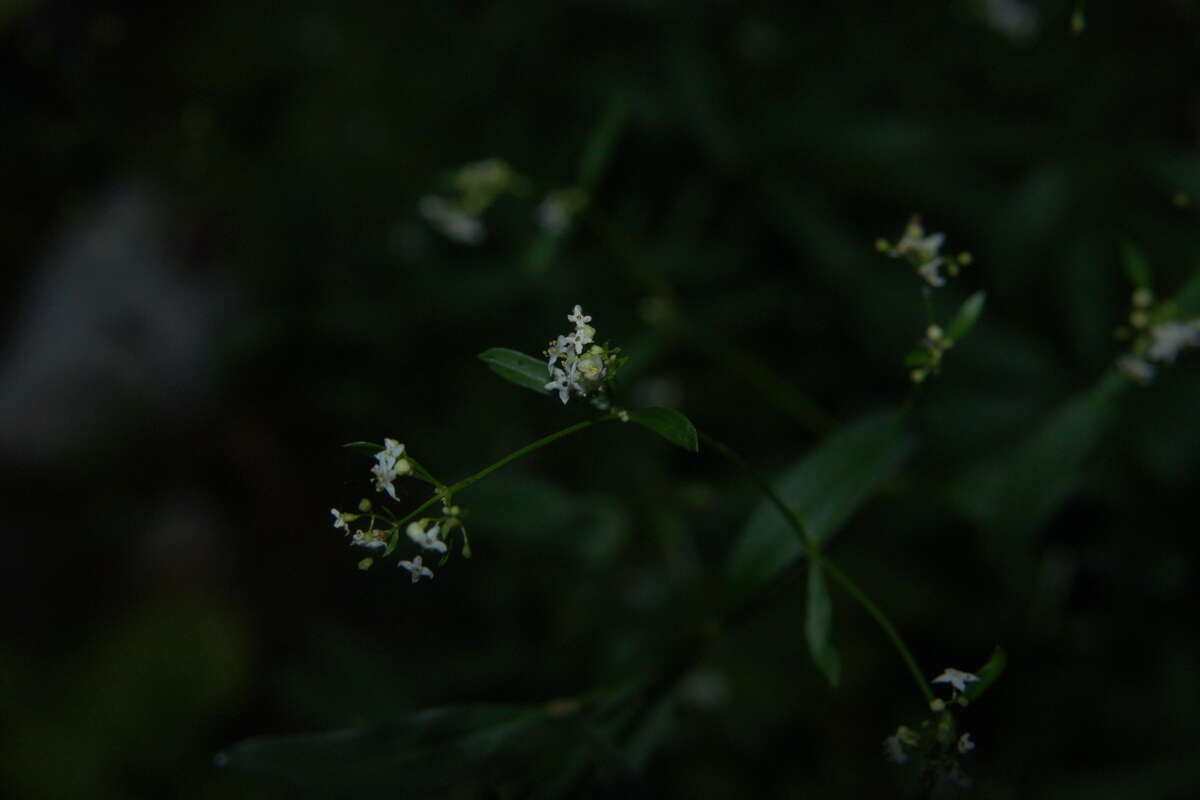 Sivun Galium sylvaticum L. kuva