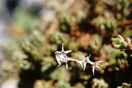 Image of Sedum urvillei DC.