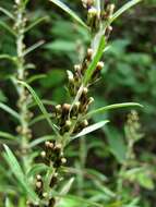 Image of heath cudweed