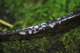 Image of Northwestern Salamander